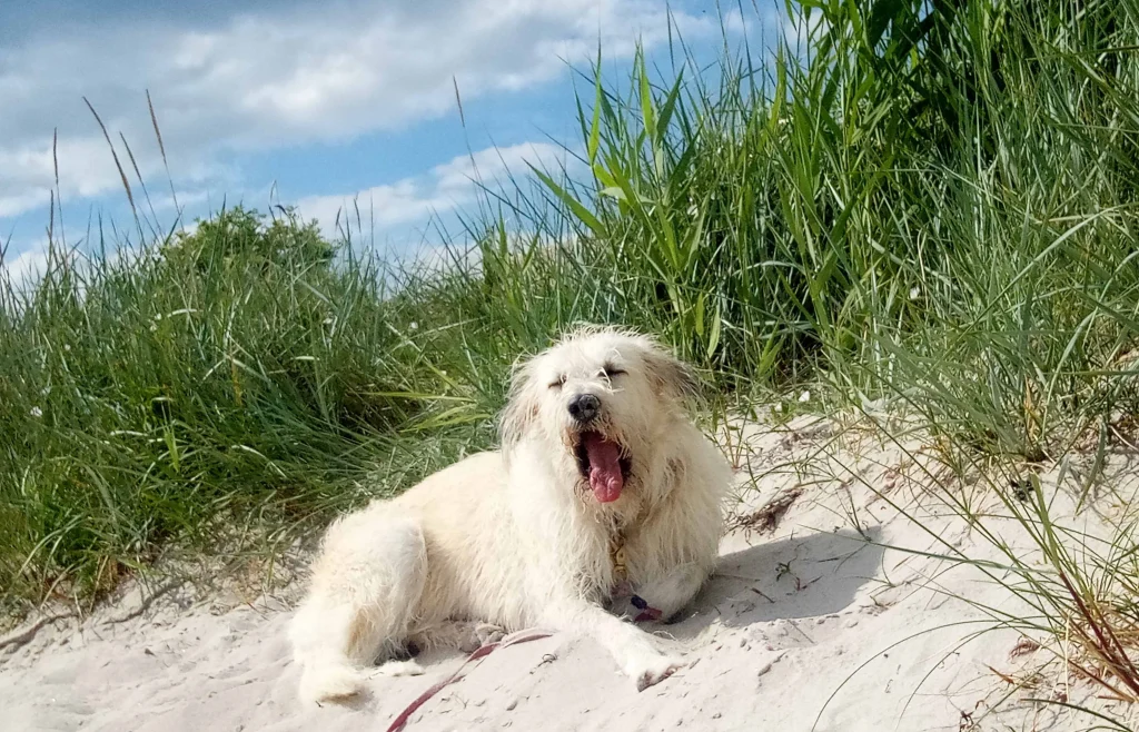 Energiebehandlung, Gesundes Hundefutter, Naturnahrung für Hunde & Katzen