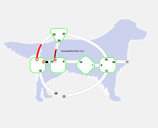 Geburtsanalyse für Mensch und Hund, Tierkommunikation, besseres Miteinander, Lebensberatung