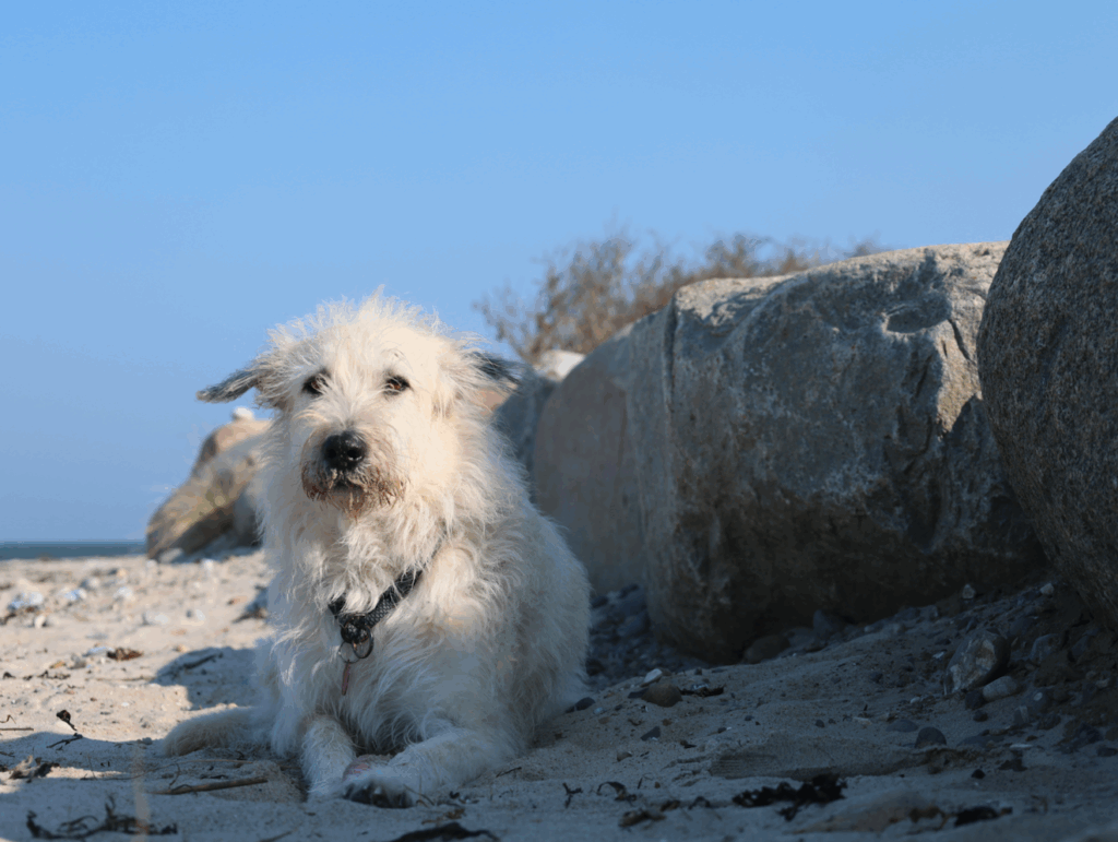 Gesundheits- und Wellness Coaching für Frauchen und Hund